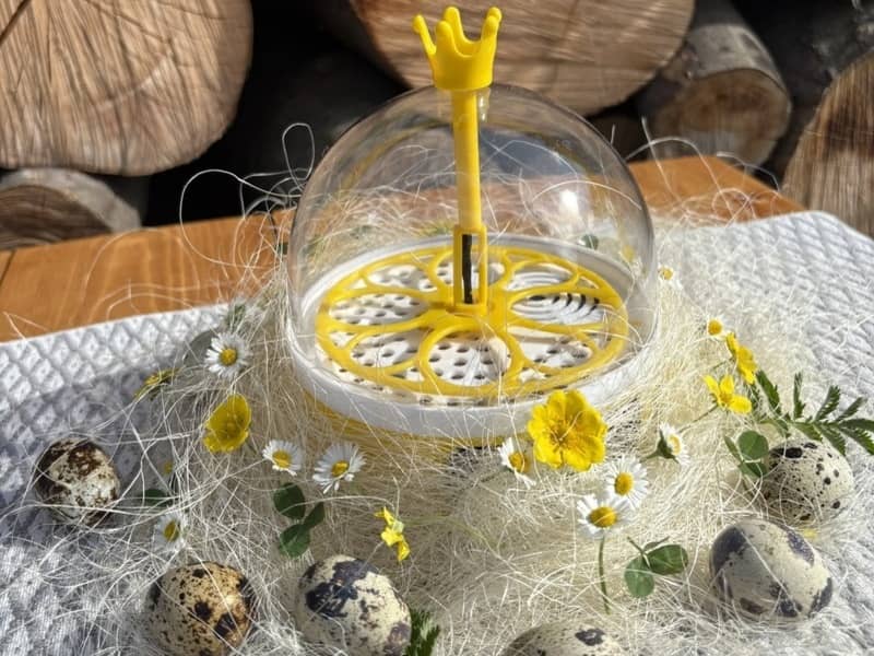 Malý kupolový inkubátor so žltým otáčačom obklopený prepeličími vajcami a kvietkami