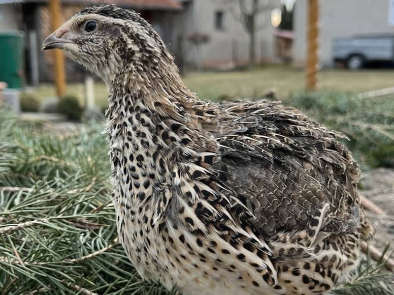 Japanese quail in natural coloring sitting on conifer branches in winter
