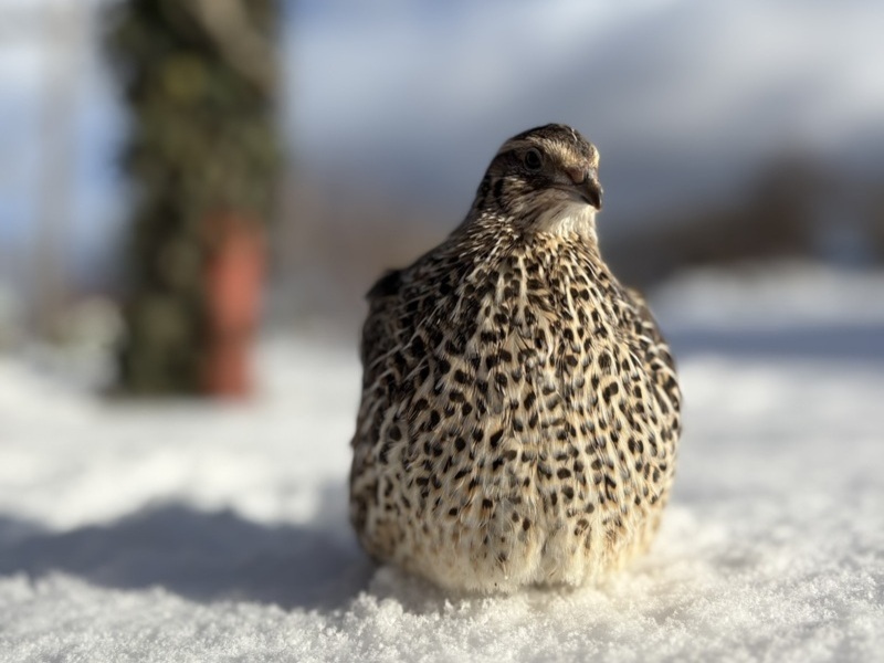 Jumbo Pharaoh Japanese quail in natural coloring sitting in the snow in winter