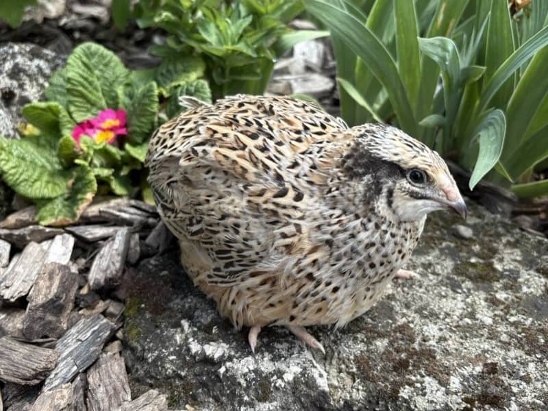 Jumbo zlatá japonská prepelica so zlato-hnedou kresbou peria sedí na kameni v záhrade
