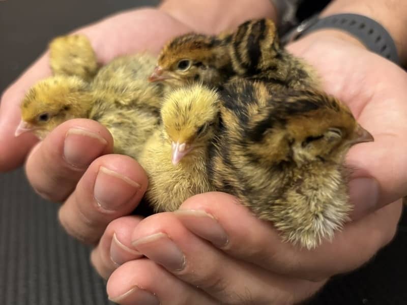 Kuriatka japonskej prepelice v náručí krátko po vyliahnutí