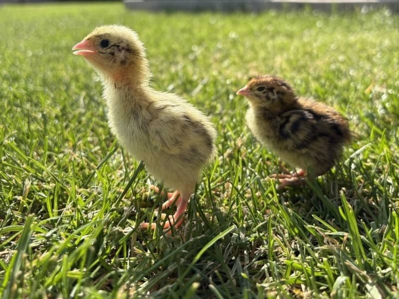 Svetložlté kuriatko mandžuskej prepelice (vľavo) a pruhované kuriatko faraóna (vpravo) na tráve