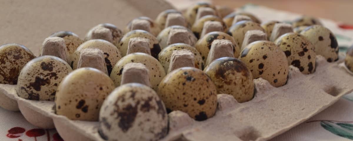 Násadové vajcia prepelíc - kľúč k úspešnému liahnutiu