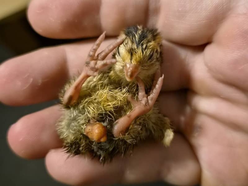 Freshly hatched Japanese quail chick lying in a breeder's palm with a visibly unhealed navel and a yellowish yolk sac remnant protruding from the abdomen
