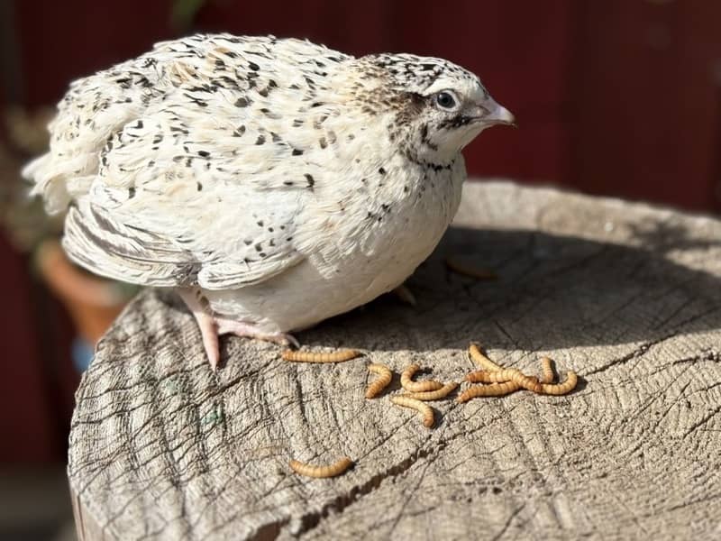 Pearl Japanese quail on a tree stump with mealworms in front of it