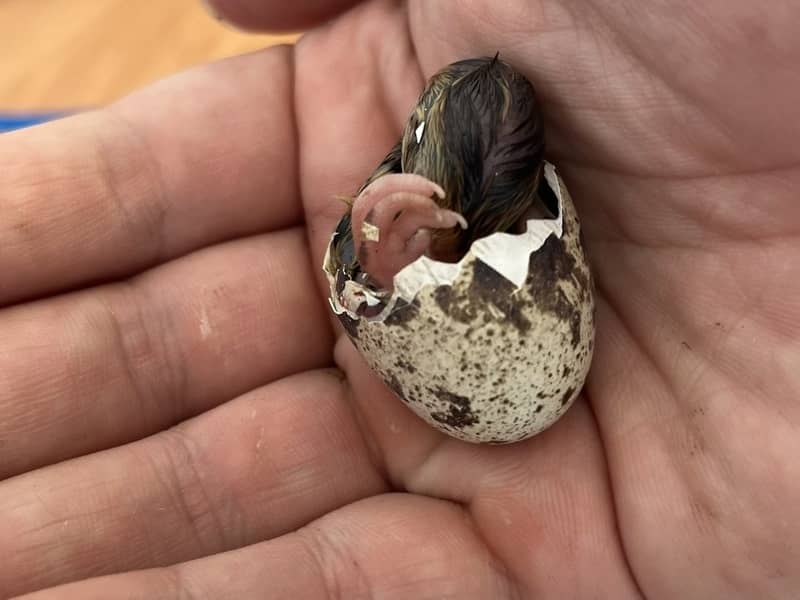 Kuriatko japonskej prepelice vyliezajúce zo škrupiny počas liahnutia