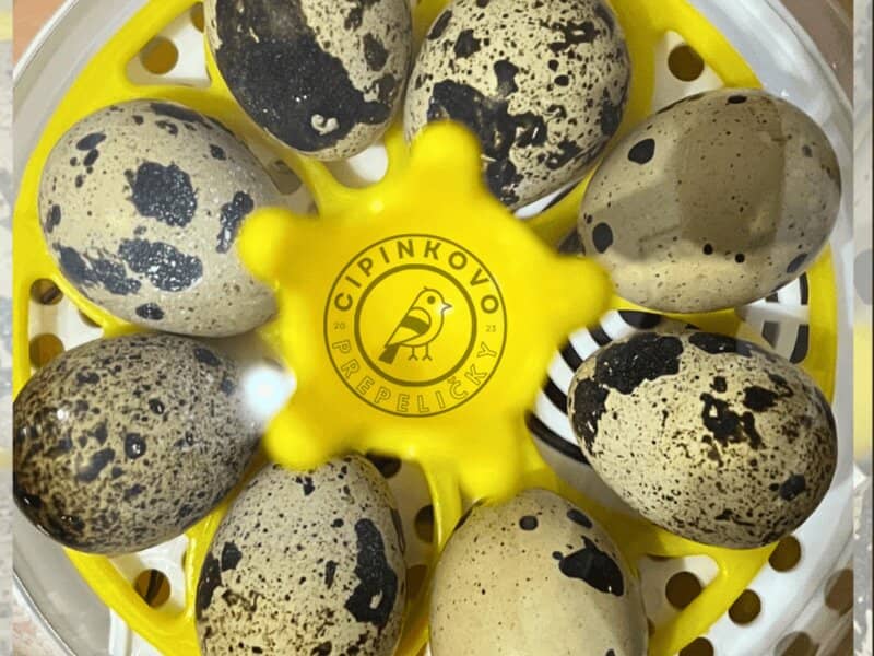 Prepeličie vajcia v inkubátore so žltým otáčačom a logom Cipinkovo