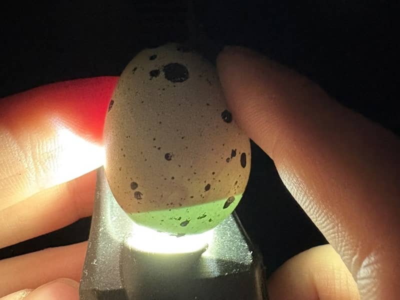 Presvecovanie prepeličieho vajca na 14. deň inkubácie, tmavý vyvinutý zárodok zapĺňa väčšinu vajca