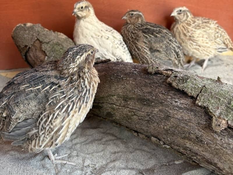 Samce prepelíc na pieskovom podklade s kôrou vo výbehu