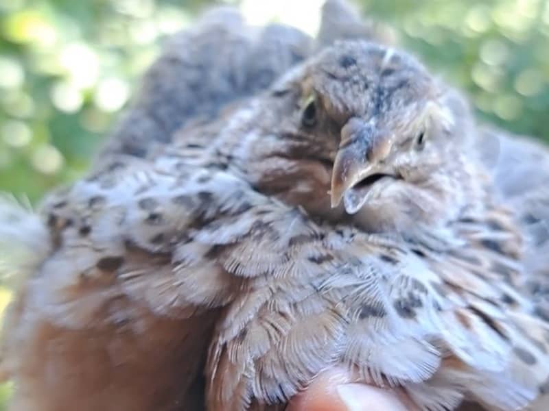Young Japanese quail with scissor beak held in a breeder's hand, clearly showing the misalignment of the upper and lower beak