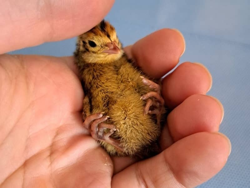 Japanese quail chick with curled toes held in a breeder's hand, clearly showing the fist-shaped clenched toes on both feet
