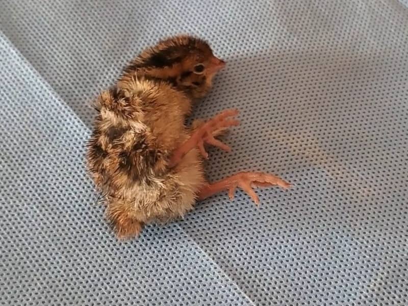 Japanese quail chick lying on its side with legs stretched backward on a paper towel, a typical sign of weak chick syndrome