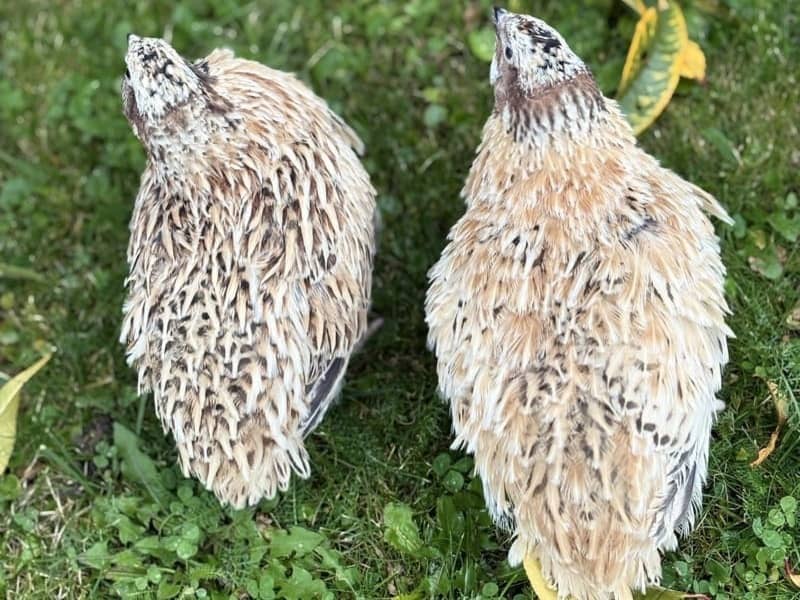 Samec talianskej (vľavo) a mandžuskej (vpravo) japonskej prepelice zhora, rozdiel v kresbe peria