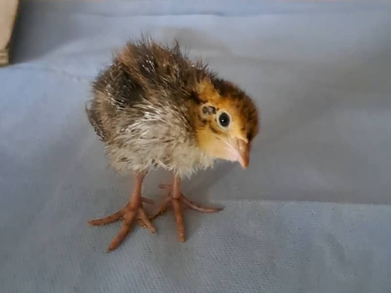 Young Japanese quail chick with wry neck, head visibly tilted sideways and unsteady posture