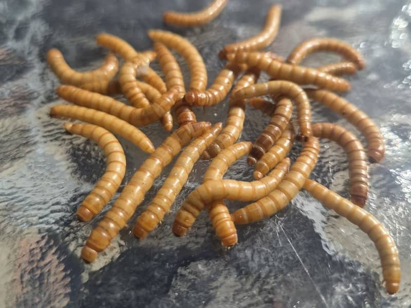 Live mealworms on a glass table