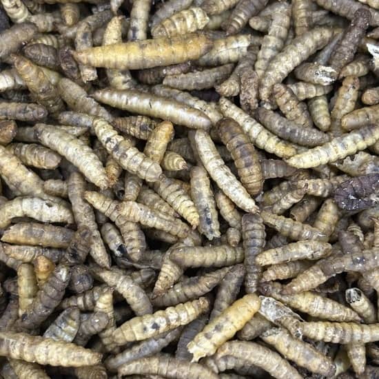 Dried black soldier fly larvae (BSFL)